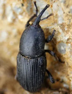 Sisal Weevil thumbnail 2