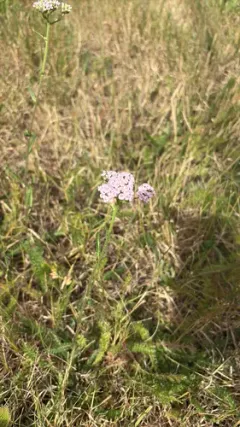 Pink Rose Yarrow thumbnail 3