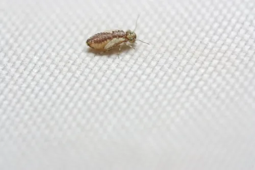 Philotarsus parviceps
