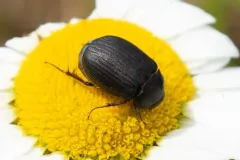 Serica anthracina thumbnail 2