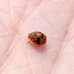 24-spot Ladybird thumbnail 4