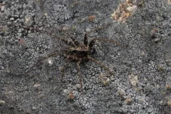 Pardosa albomaculata thumbnail 4