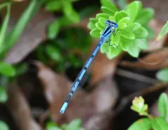 Atlantic Bluet thumbnail 4