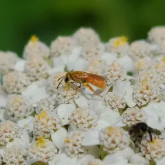 Viereck's Sweat Bee thumbnail 3