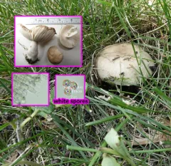 Almond-scented Russula thumbnail 3