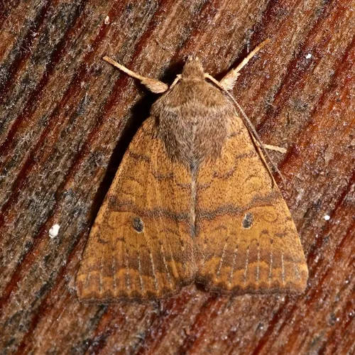 Bicolored Sallow