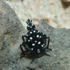 Spotted Lanternfly thumbnail 1