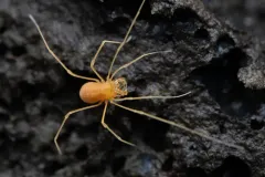 Speleonychia sengeri thumbnail 2