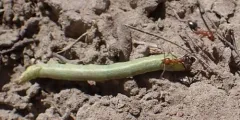 Blunt-haired Mound Ant thumbnail 1