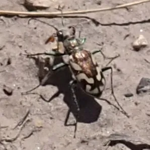 Crimson Saltflat Tiger Beetle