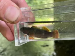 Bluebreast Darter thumbnail 2