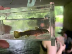 Mountain Madtom thumbnail 2