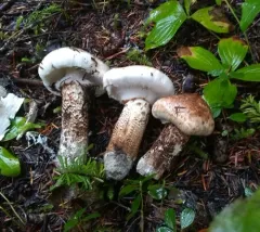 Tricholoma dulciolens thumbnail 4