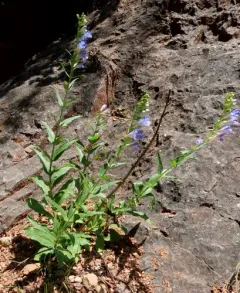 Sawsepal Beardtongue thumbnail 4