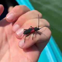 Red Triangle Long-horned Beetle thumbnail 4