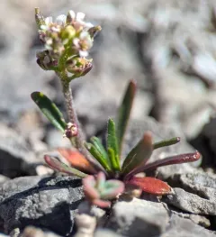 Fernald's Braya thumbnail 2