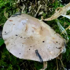 Lactarius pallescens thumbnail 4
