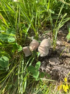 Coprinopsis pseudonivea thumbnail 2