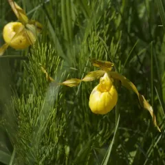 yellow lady's slipper thumbnail 3