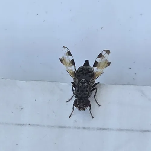 Pseudotephritis vau