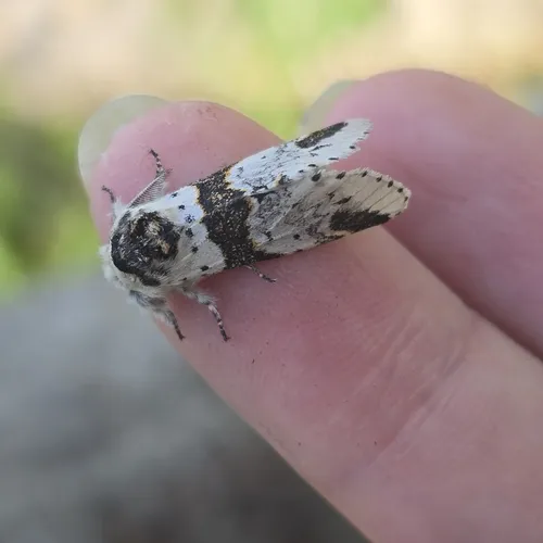 Zigzag Furcula Moth
