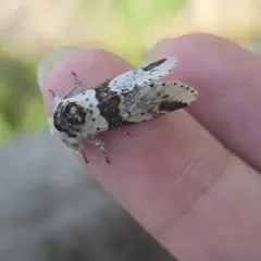 Zigzag Furcula Moth thumbnail 1