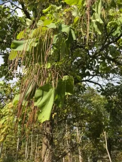 Chinese catalpa thumbnail 2