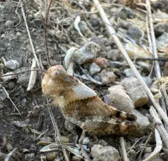 Say's Grasshopper thumbnail 4