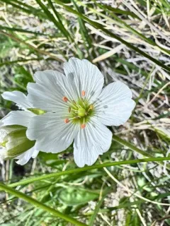Great Chickweed thumbnail 3