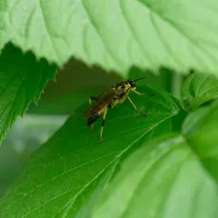 Xylomya terminalis thumbnail 4