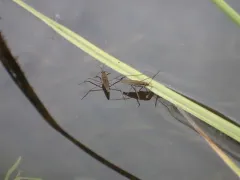 Gerris pingreensis thumbnail 2