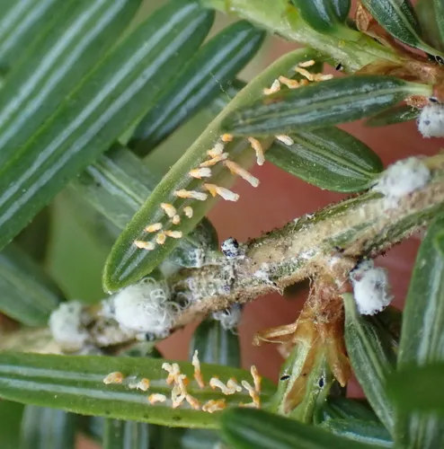 Blueberry Leaf Rust