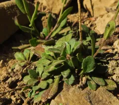 cascade rockcress thumbnail 4