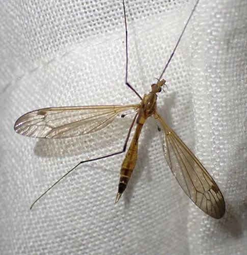 Tipula apicalis