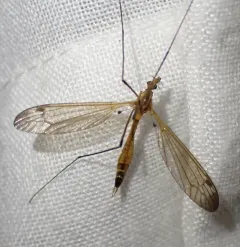 Tipula apicalis thumbnail 1