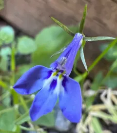 Garden Lobelia thumbnail 4
