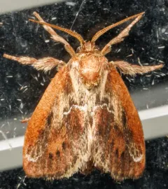 Purple-crested Slug Moth thumbnail 4