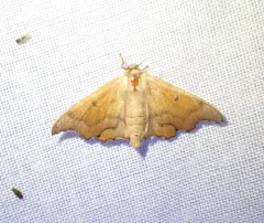 Scalloped Sack-bearer Moth thumbnail 1