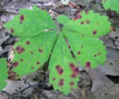 Virginia Creeper Leaf Spot thumbnail 4