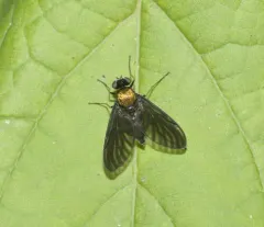 Chrysopilus davisi thumbnail 2
