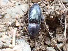 Sapphire-winged Click Beetle thumbnail 4