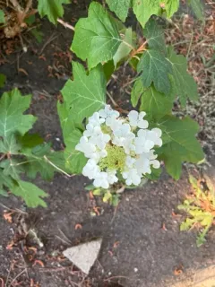 oakleaf hydrangea thumbnail 3