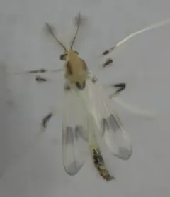 Stenochironomus pulchripennis thumbnail 4