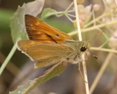 Yuma Skipper thumbnail 4