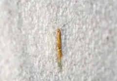 Fernald's Cosmopterix Moth thumbnail 2