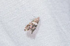 Glyphipterix circumscriptella thumbnail 4