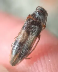 Connected False Darkling Beetle thumbnail 4