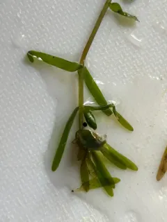 two-leaf waterweed thumbnail 2