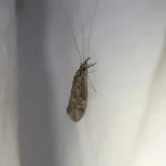 Ashy Long-horned Caddisfly thumbnail 4