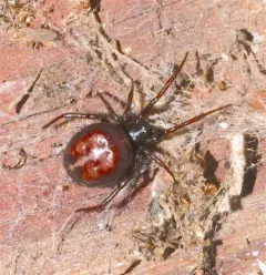 Rabbit Hutch Spider thumbnail 3